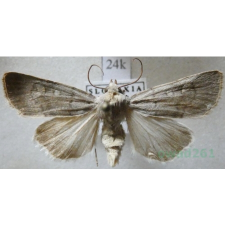 Euxoa decora (Denis & Schiffermüller, 1775) Slovakia24k